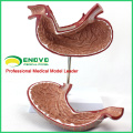 STOMACH02(12535) Human Digestive System Model Medical Science Stomach Anatomy